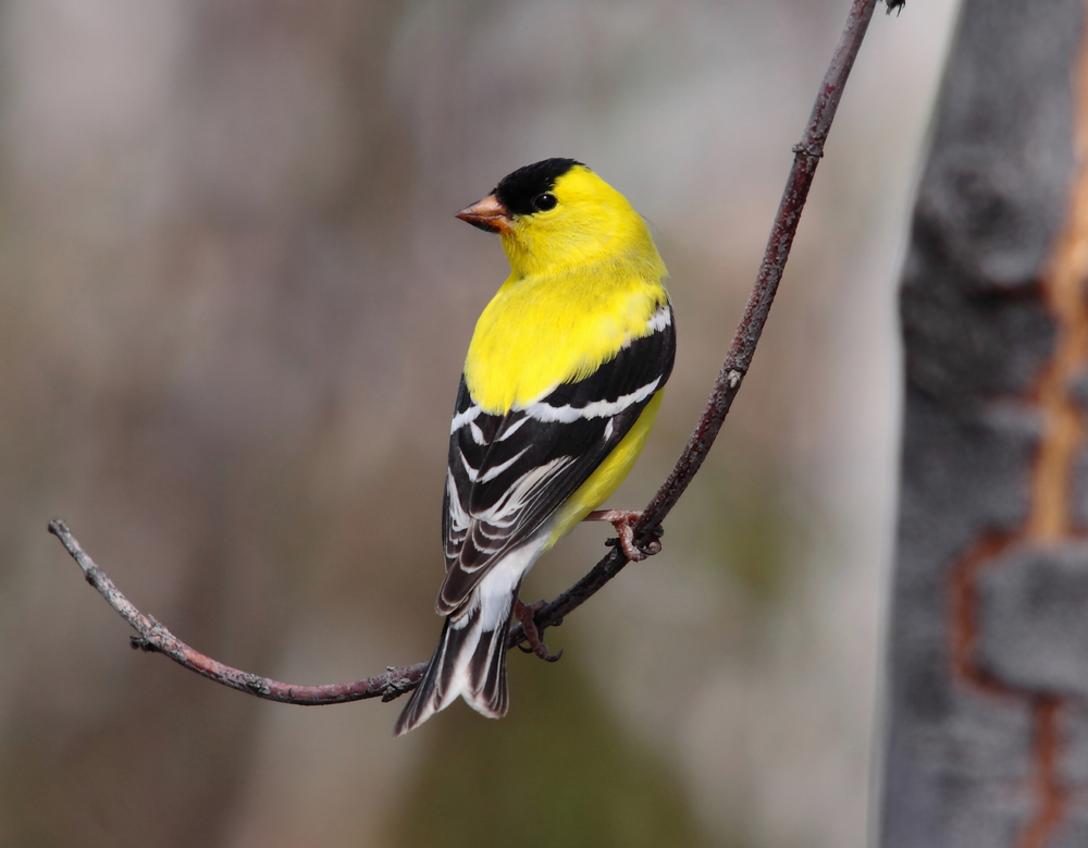 the yellow and black bird in Georgia sitting on a tree limb