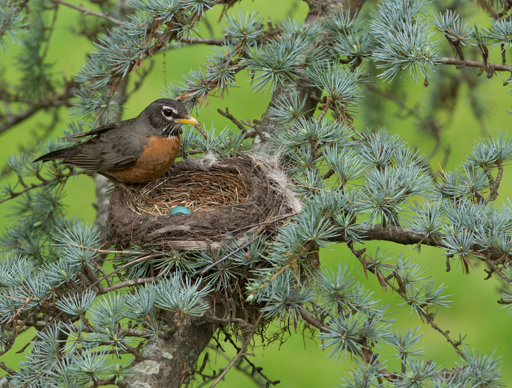 an American robin bid sitting on its nest with a blue egg peaking out in a a pinetree
