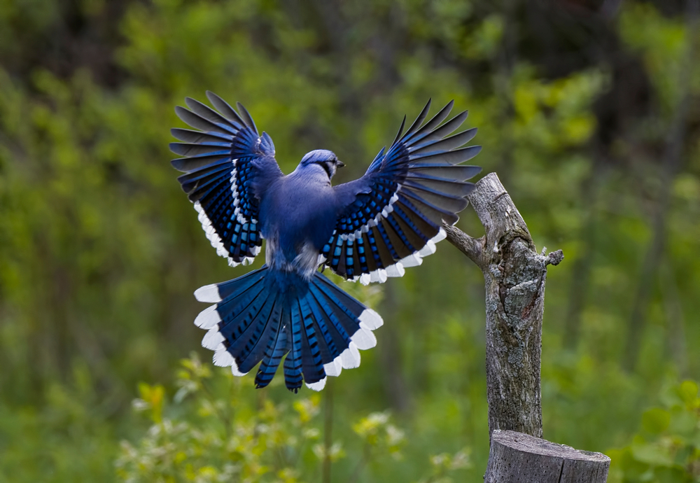 a Brightly colored Blue Jay mid-flight about to land on a dead tree branch