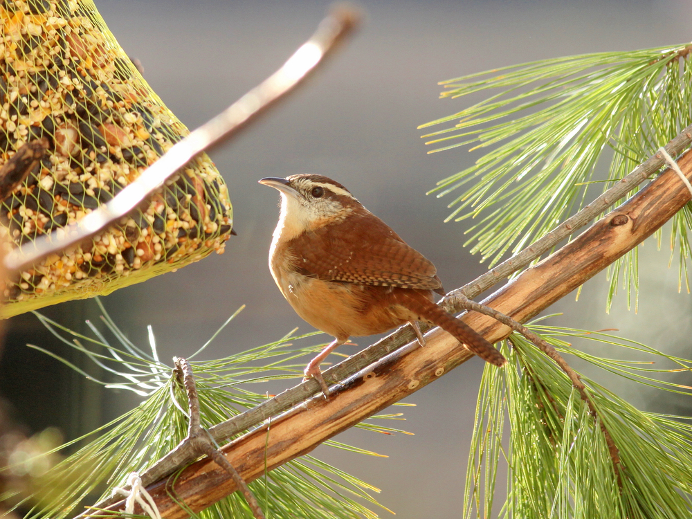 the round Carolina Wren is a brown circle like bird sitting on a tree limb eating from a bag of seeds