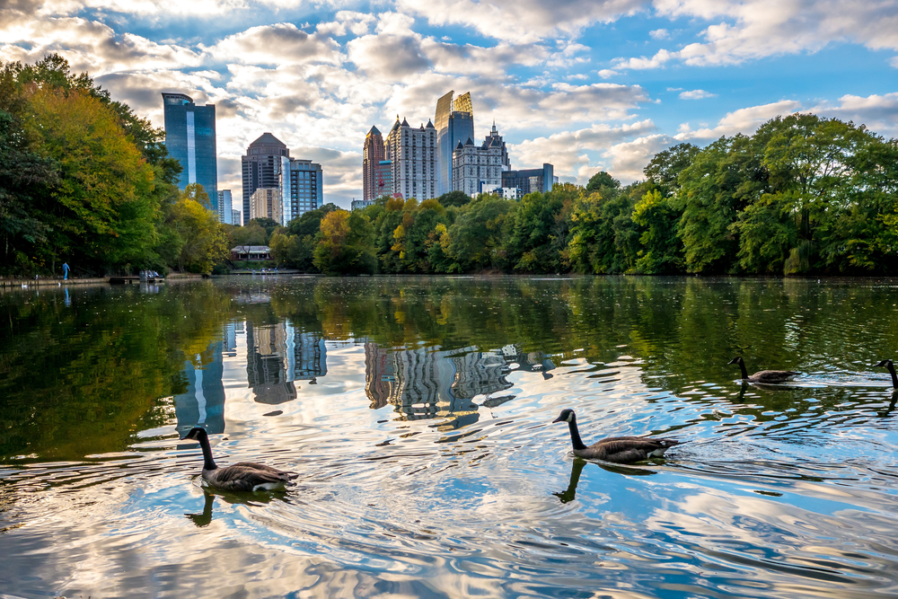 two ducks swimming in the pond with the Atlanta skyline in the background at Piedmont park is the perfect place to spot birds in Georgia