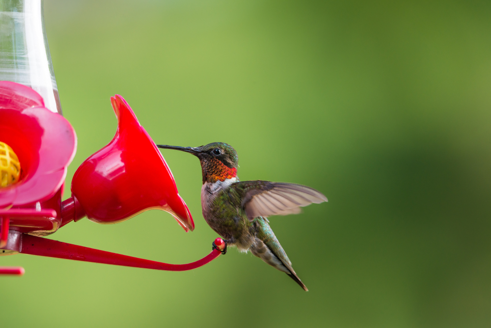 a red-throated hummingbird feeding on a red flower feeder filled with sugar water