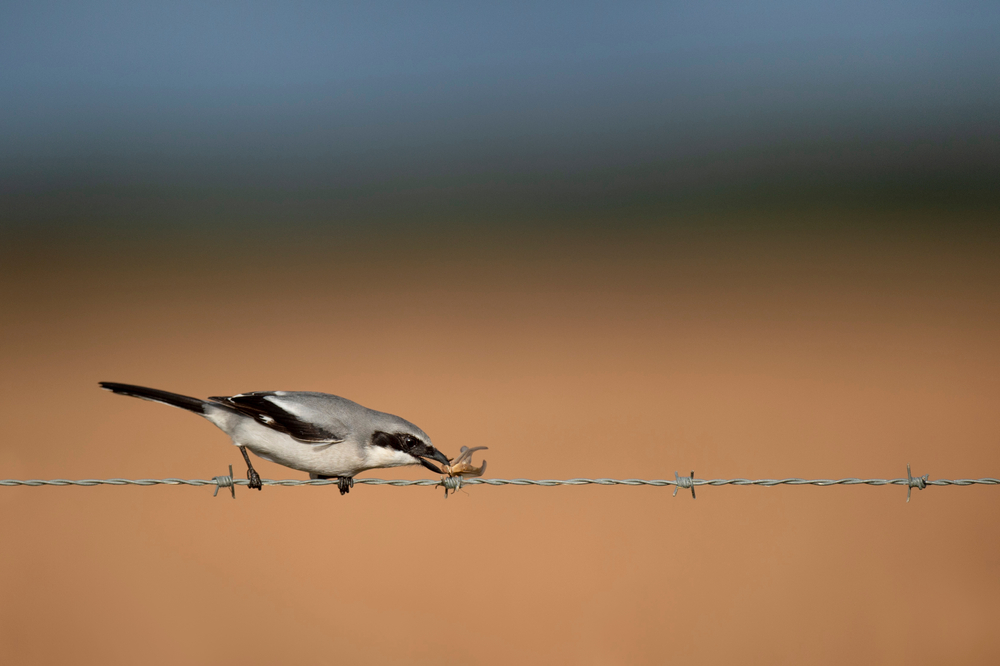 a loggerhead shrike a predatory prey bird is eating its prey on a barbed wire fence