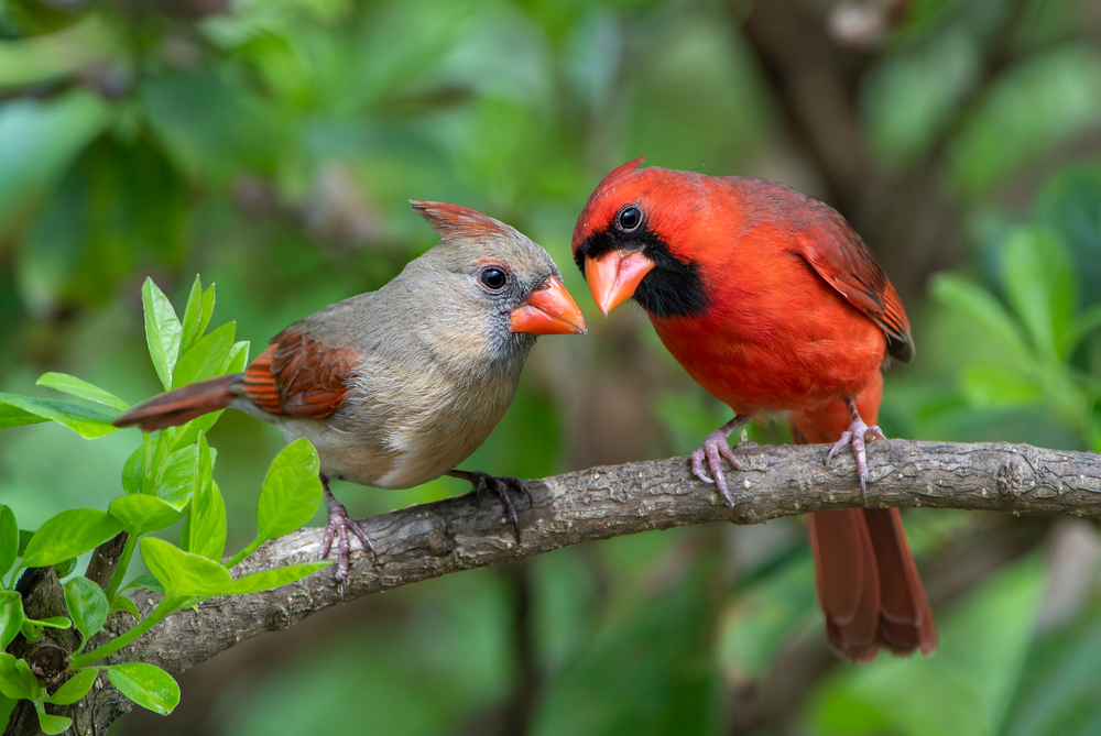 A pair of Northern Cardinals with the red male and brown female sitting on a tree are some of the birds in Georgia that are normally found in a pair