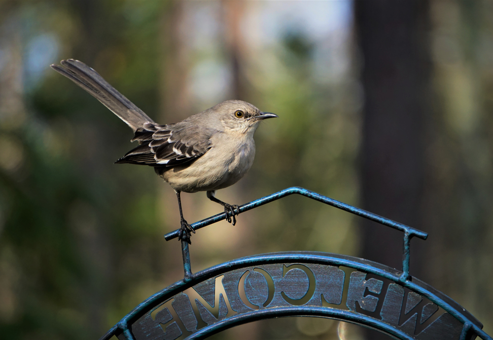 The Northern Mockingbird is a grey colored songbird that loves urban environments this one is resting on a welcome yard sign