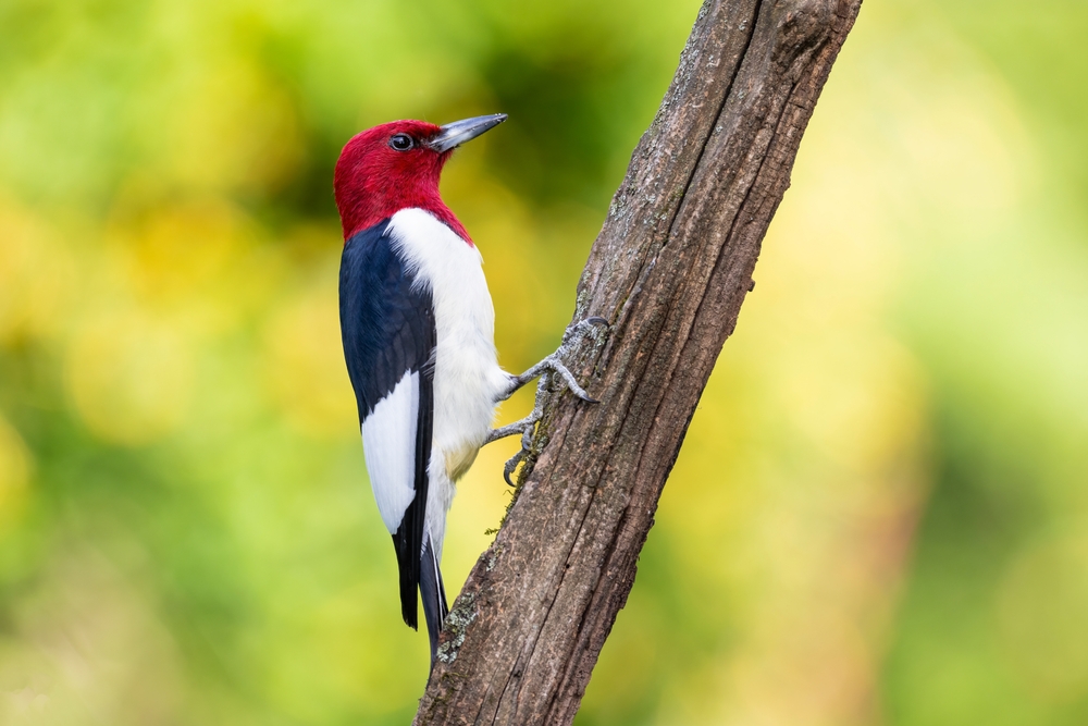 The red-headed woodpecker with its red head and black and white body standing on a tree limb is one of the common birds in Georgia