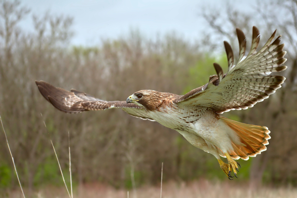 One of the majestic birds in GA the red-tailed hawk is seen mid-flight with wings extended looking for prey