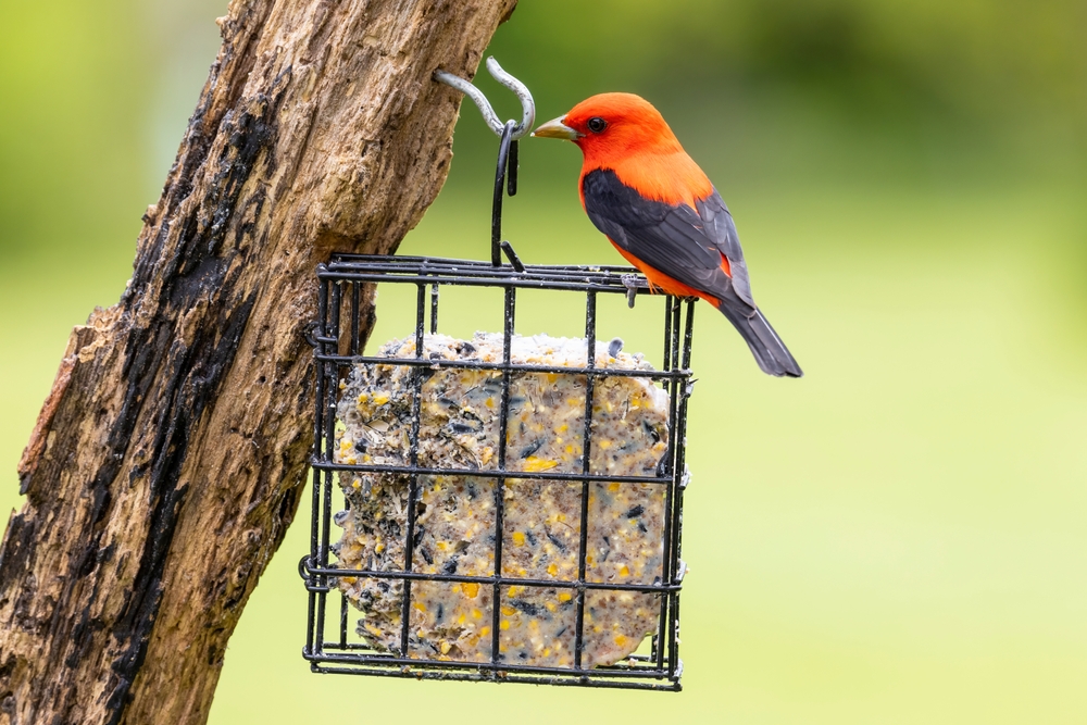The rare Scarlet Tanager in a rare sighting with its red and black body on top of a bird feeder with seed