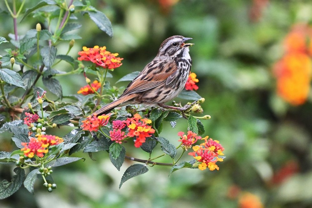 a Song sparrow bird sitting among flowers with its break open mid singing 