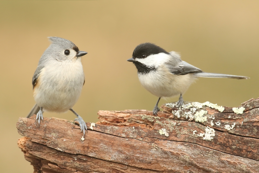 The tufted titmouse with its mohawk head is sitting on a branch with its cousin the Carolina Chickadee