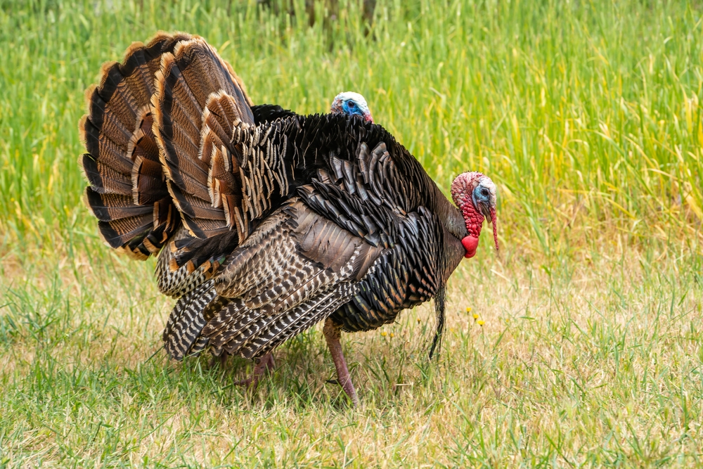 A pair of male wild turkeys with red wattles and brown feathers with fanned-out tails are some of the wild birds in Georgia