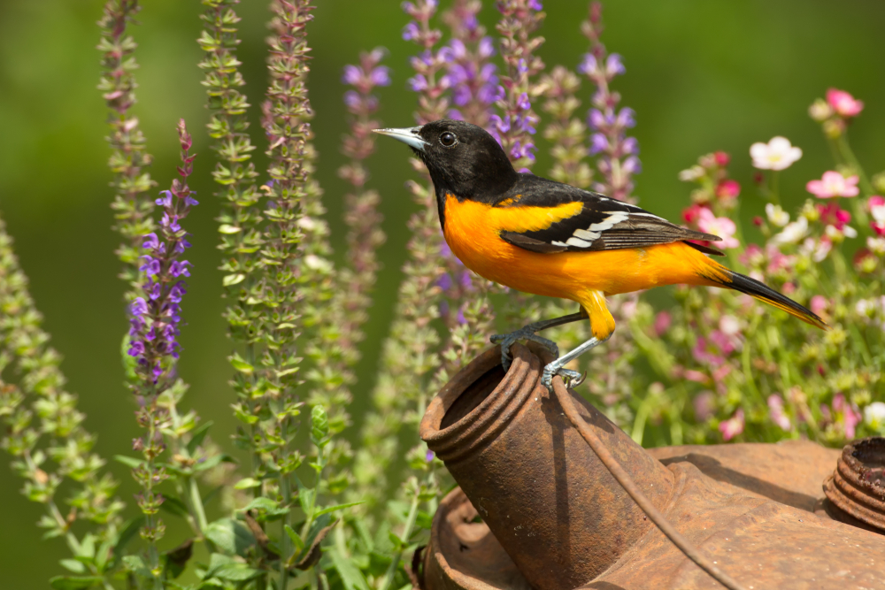 Baltimore Oriole is sitting on a rusted water can surrounded by flowers in the background with its recognizable black and white wings and bright orange and yellow body