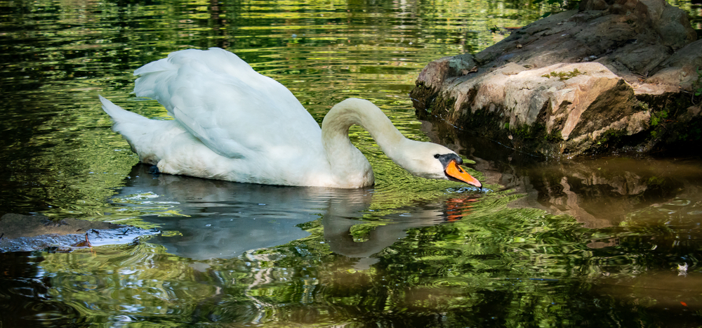 a white mute swan with its beak in the water near a rock in a pond outside of Rome georgia