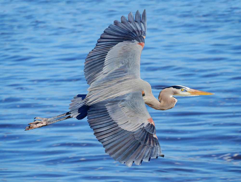 a great blue heron with the iconic S in the neck while it takes flight over a body of water with its wide wings and grey feathered body