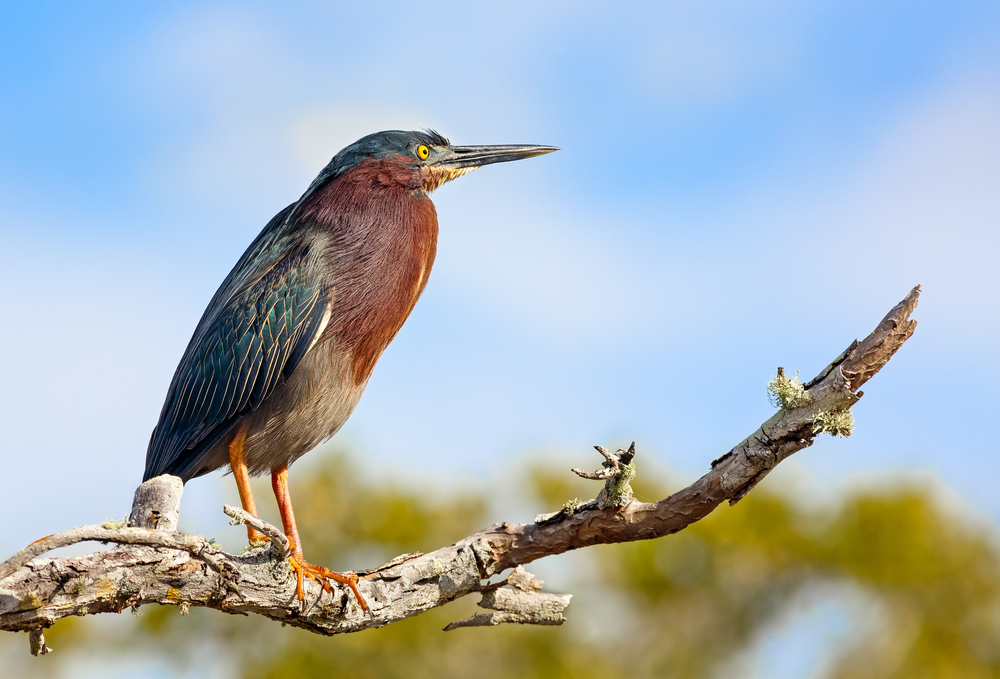 green heron in texas standing on a tree branch