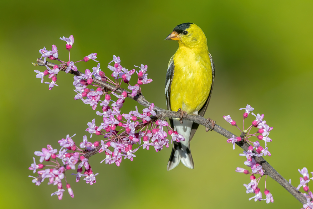 this american goldfinch is a vibrant bright yellow with a dark blue/green feathered forehead and a mixture of black/white feathers on the tail and wings perched on a branch with gorgeous pinky-purple flowers