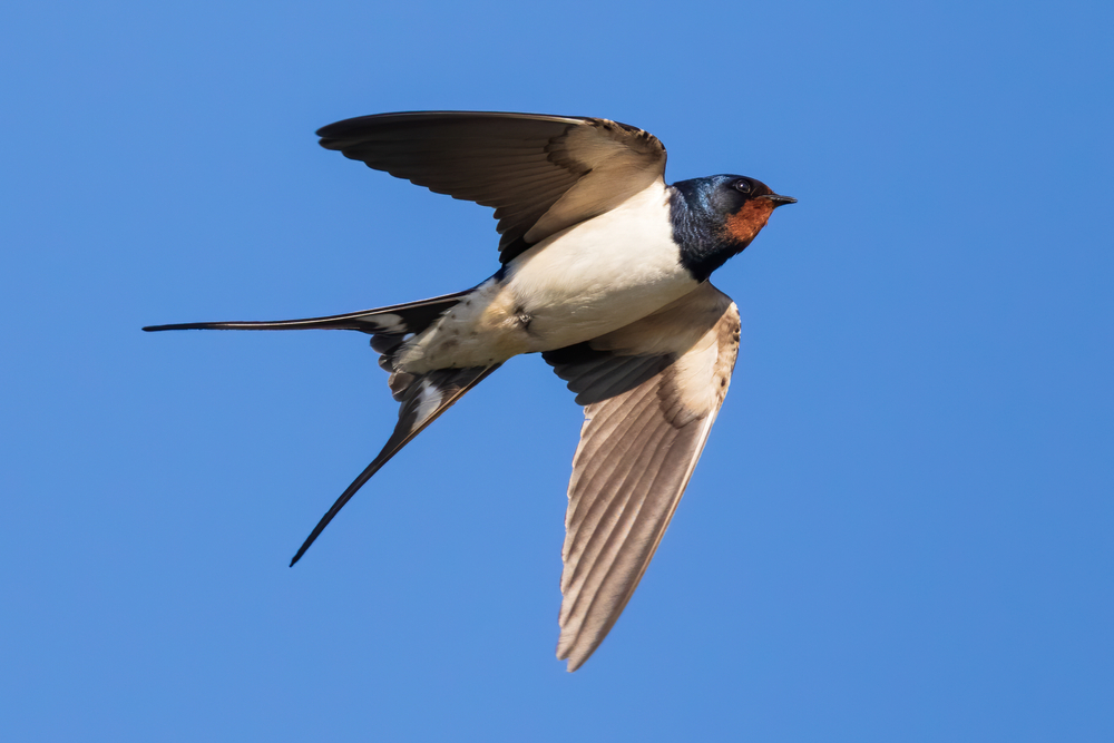 the barn swallow has traditional sharp, fish tailed tail wings - with a white underbelly and a navy, blue head of feathers