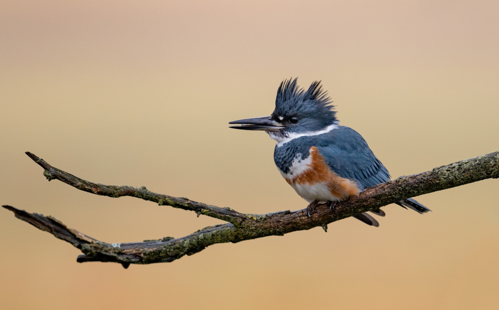 this bird has a crazy mohawk of a black and navy blue cover with a long, pointed beak, a necklace of white feathers and a belly of white and rust coloured feathers! he sits on a branch and is one of the birds in Virginia you can look forward to seeing!