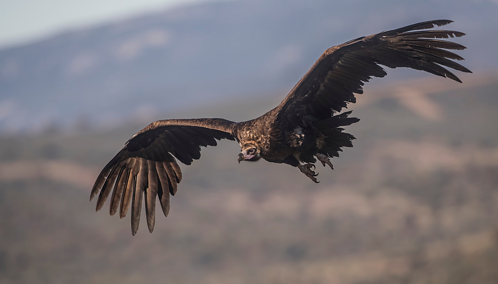 a large carrion bird taking flight, this black vulture lives up to the name with black and dark brown feathers and a black leathery head flying in the air