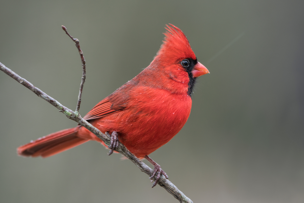 a gorgeous crimson hued american cardinal perching on a small branch, one of the birds in Virginia