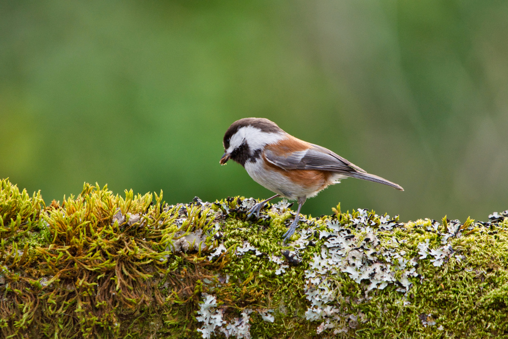 with gorgeous rust coloured feathers, muddy browns and dark browns and whites, this bird is perched on a mossy, plant covered felled, decomposing tree