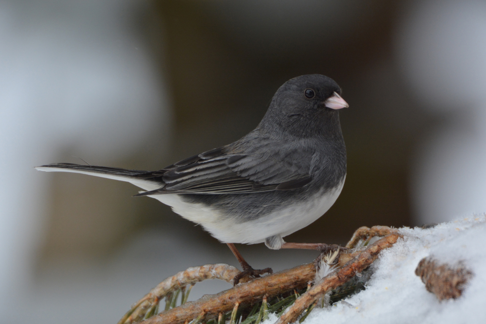 with a white underbelly, the entire top of this bird is black except for a subtle white ring around the eye and a white pink tinged beak, one of the birds in Virginia