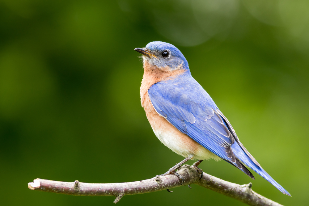 with a pale sunset orange underbelly and a blue head, back and wings, this eastern bluebird is perched on a branch and giving the camera a side-eye