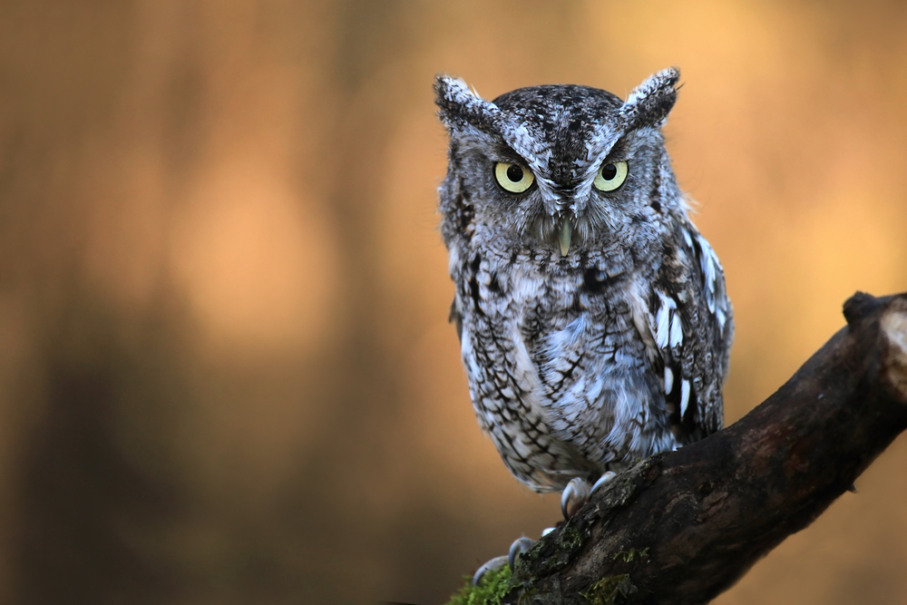 This owl might look like a great horned owl, however with its black white and grey plumage it is not! It's perching on a tree branch and giving the camera a pointed look!
