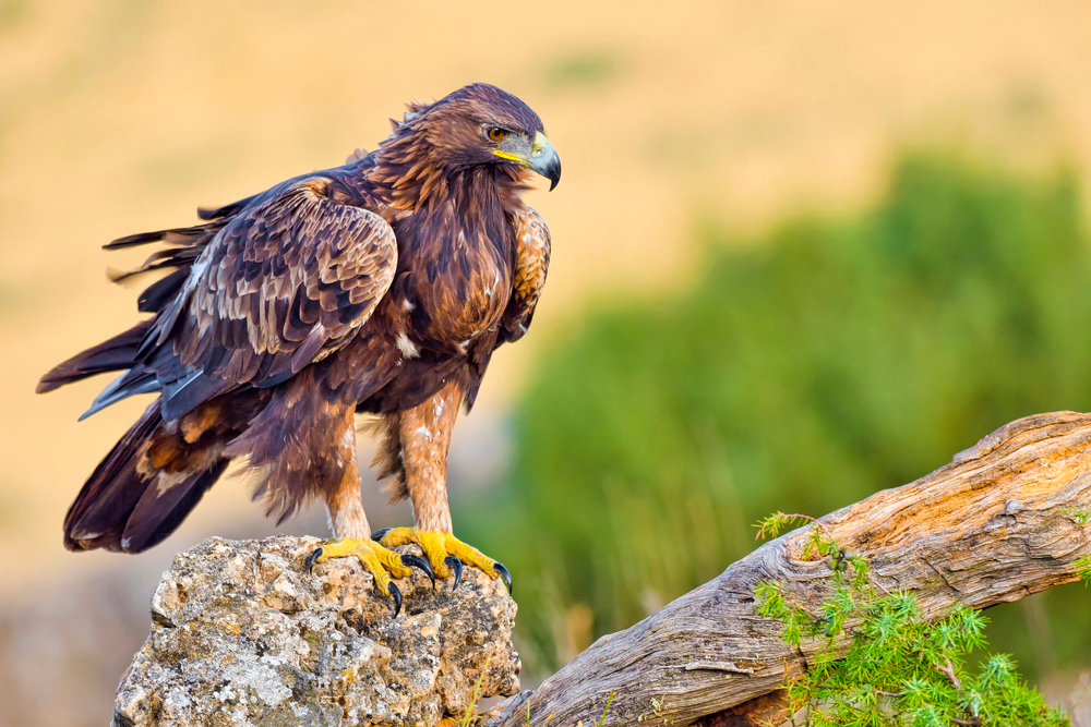 this is an image of the golden eagle wth its rust to brown monochromatic hued feathers and bright yellow feet with sharp talons rests on a calcified section of a fallen tree as it looks over for prey