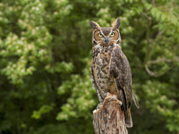 a great horned owl perched on a tree trunk of a fallen tree with gorgeous bright green trees behind it