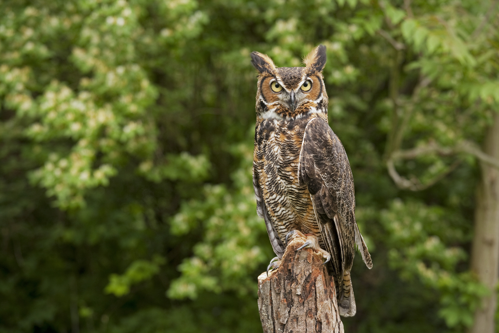 a great horned owl perched on a tree trunk of a fallen tree with gorgeous bright green trees behind it