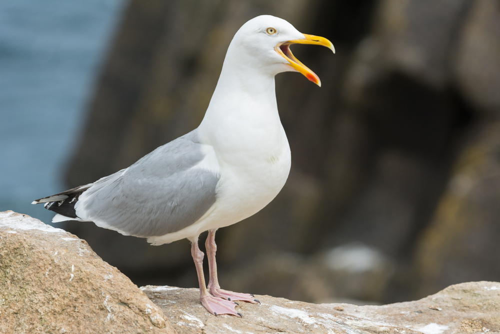 this white beard with grey wings, the black tail feathers, and yellow beak is definitely one of the common coastal birds in Virginia you'll see!