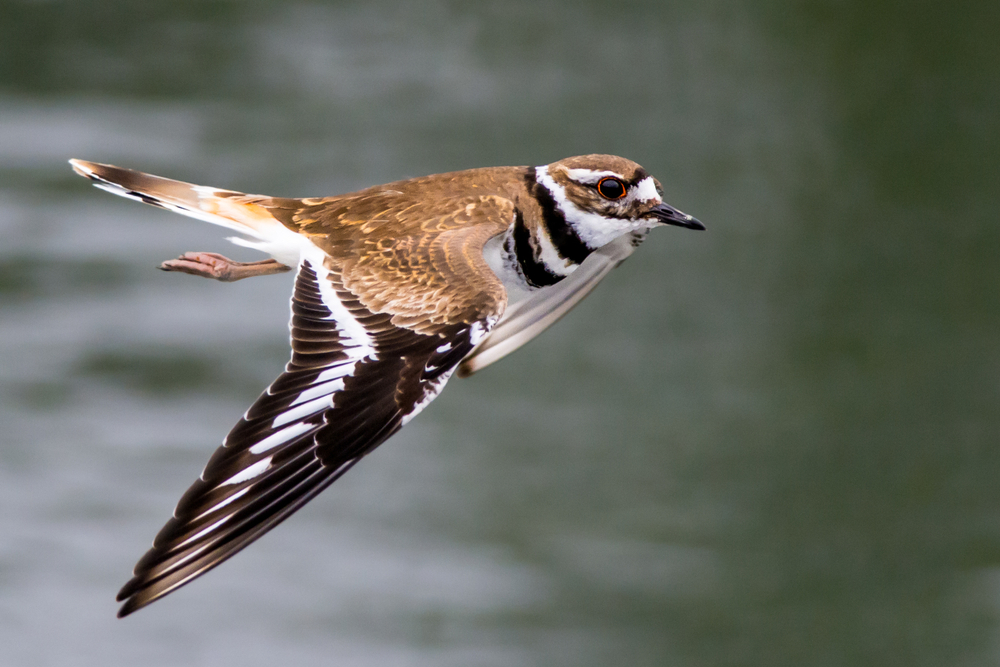 With dark brown and white striped wings and neck and gorgeous brown back feathers, and white underbelly, this bird has his wings spread wide as it flies above a body of water
