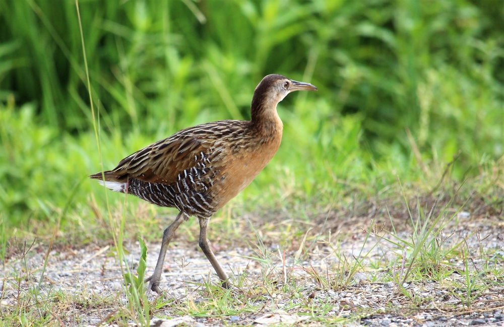 with long legs, brown, black and white feathers and a long slightly curved beak, this bird walks along the ground amidst the green bush!