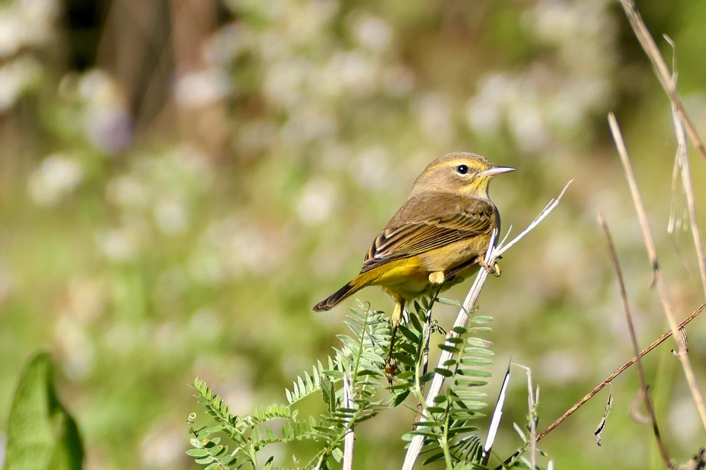 mixed with the gorgeous tinges of a summer day in nature, this tiny little bird is perched on the small branch of a bush, with yellow, brown, dark brown and white feathers, this is an awesome option for birds in Virginia to keep an eye for