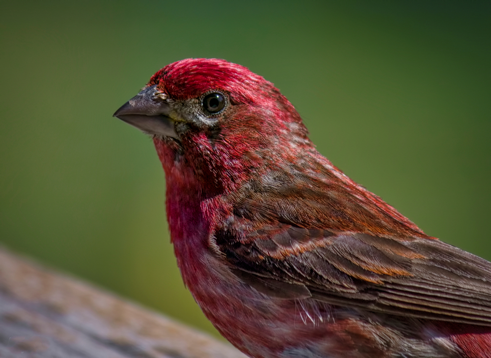 with a strawberry hued head and chest and shoulders that are rust coloured, the purple finch is a gorgeous option for birds in Virginia you could see!
