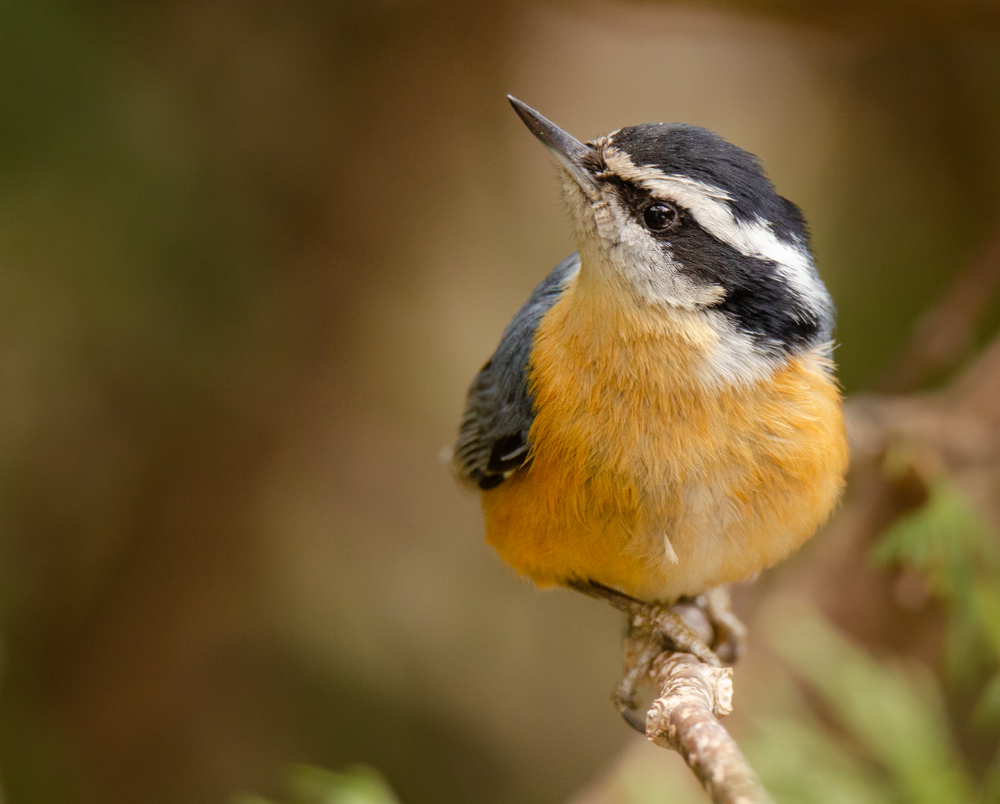 this bird with a white crown, black feathered top of head, and a mask like black stripe of feathers, and a rusty orange underbelly sits on a thin branch and looks above it