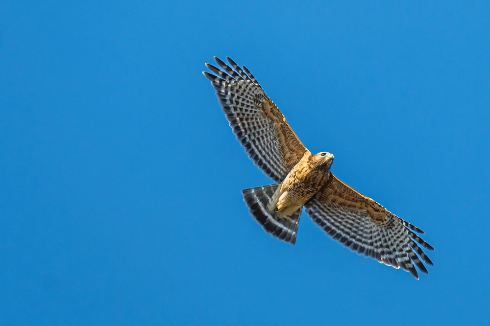 this raptor bird in flight has black, white striped wings and a rusty coloured shoulder giving it the name red shouldered hawk