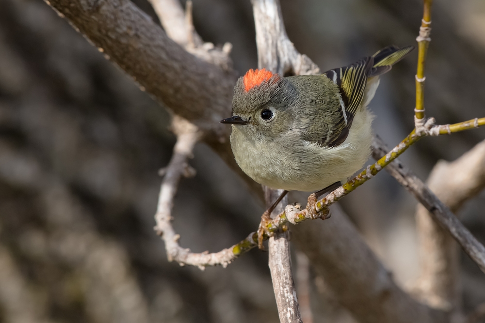with natural brown hues on its back and tummy, the ruby crowned kinglet had a mohawk of fire bright hair and striped black and yellow feathers on its wings - this is one of the birds in Virginia!