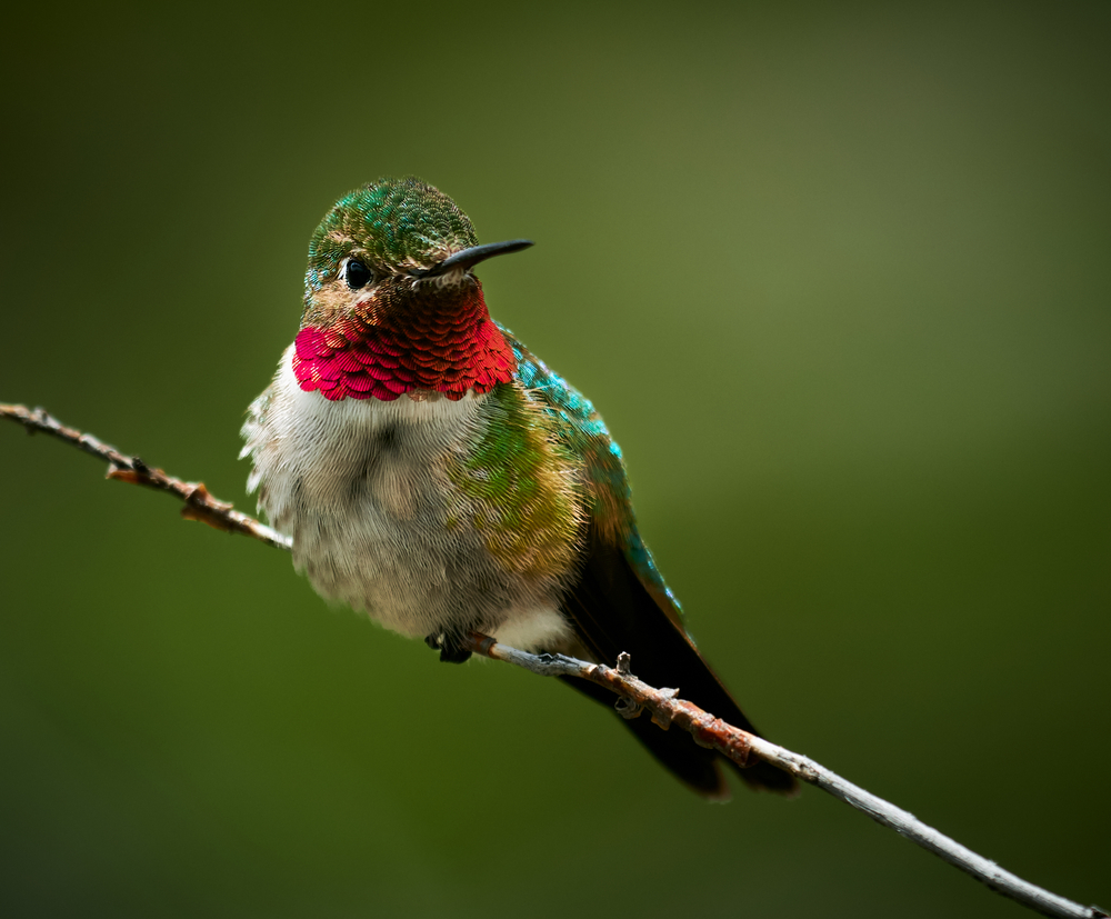 jewel-bright hues of red, green, teal and gold and a white underbelly, this humminbird has a red throat and is sitting on a thin branch ready to fly away!