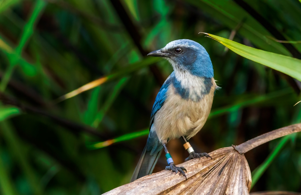with bright blue and navy blue sections and a muddy yellow tummy, and white under neck, this scrub jay is a gorgeous bird and perched on what looks like a palm leaf