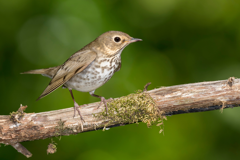 this brown hued bird with a speckled brown and white chest is perching on a moss covered birch branch