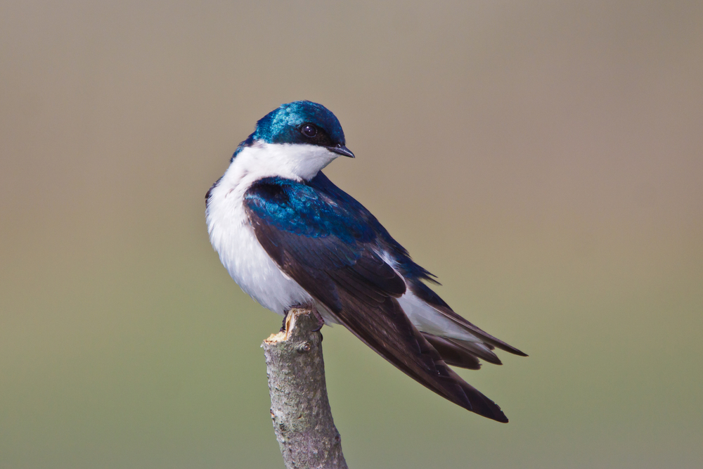 a bird with glistening jewel blue head and shoulder feathers with a complete white underbelly