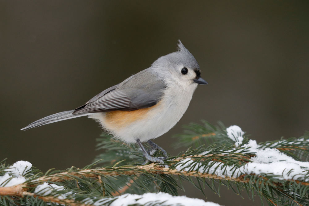 an adorable titmouse, with a grey back with grey and black wings, rusty armpits and white underbelly rests on a coniferous tree branch with snow caps!