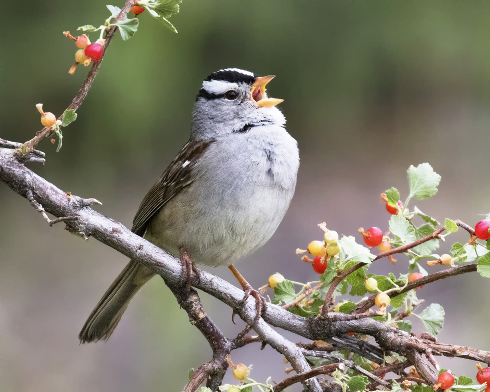 with a white and light grey tummy, and a white and black head and yellow beak, this white crowned sparrow is perched on a branch with berries, one of the birds in Virginia