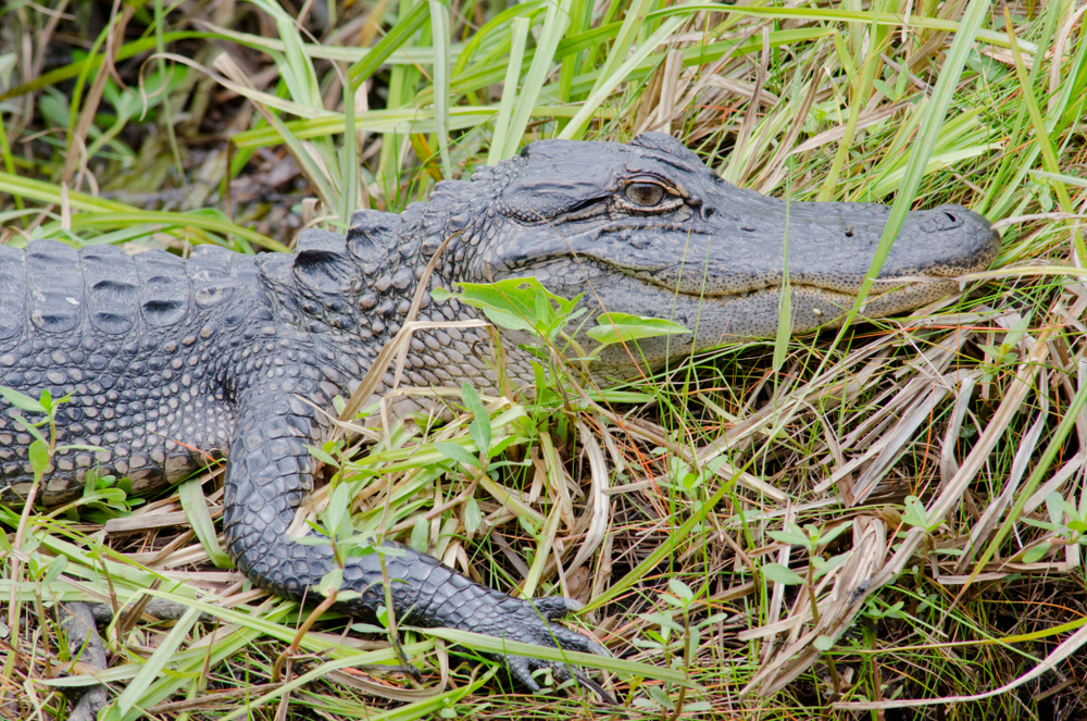 Close up of an American alligator in grass.