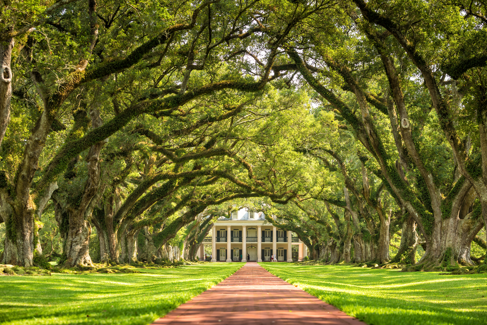 Oak tree tunnel leading to the white, columned Oak Alley Plantation.