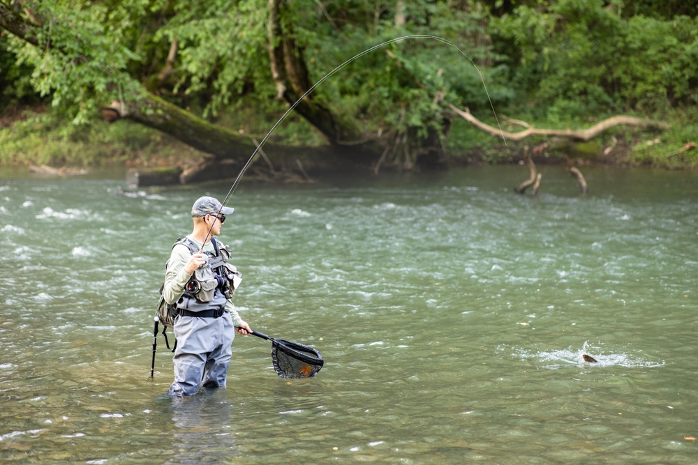 a man fishing in the Shenandoah river in harrisonburg VA with a net and has a fish on the line 