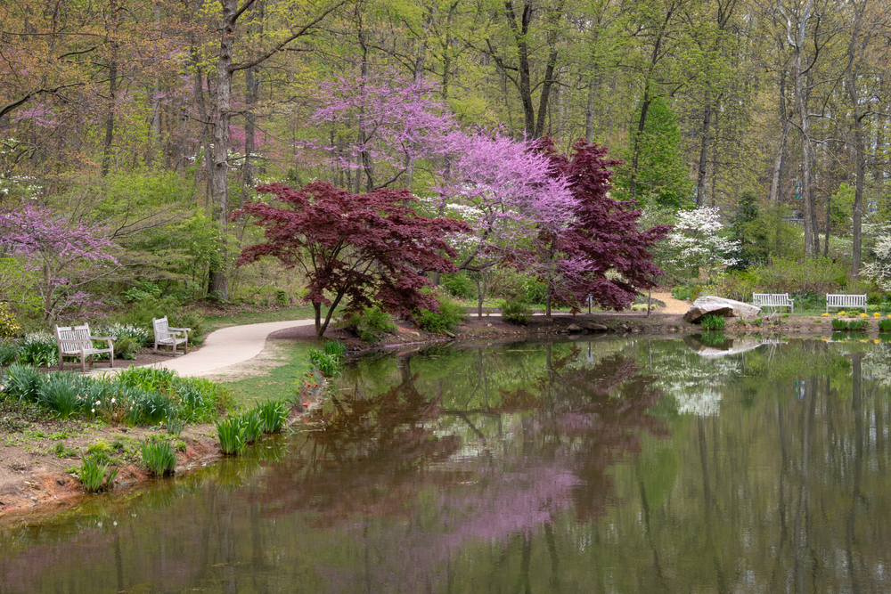 a beautiful setting inside the Edith J. Carrier Arbortum. there are Japanese Mables and purple trees sitting next to a lovely lake with benches all around and a walking trail 