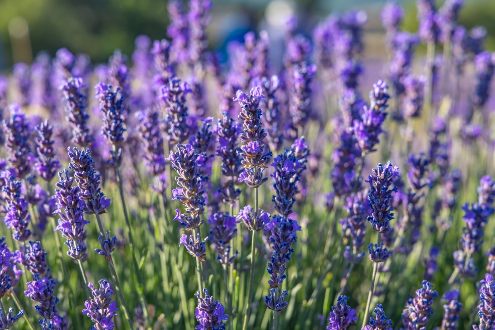 a bunch of purple lavender plants at the White Oak Lavender Farm. this is one of the best things to do in harrisonburg and they are the prettiest in the spring 